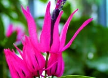 Kwiat pawonii wielokwiatowej zwieńczony jest pięknym pióropuszem pylników. Kwiat pawonii wielokwiatowej zwieńczony jest pięknym pióropuszem pylników.