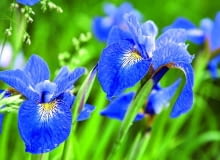 Kosaciec syberyjski (siewka) 04.06.2007 OGROD - KOLONIA BOROWA KOLO PLOCKA LECH KOMARNICKI - WLASCICIEL , HODOWCA IRYSY BEZBRODKOWE FOT. MICHAL MUTOR / AGENCJA GAZETA