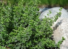 Trzmielina Fortune'a, zwana również trzmieliną pnącą to krzew o ozdobnych biało-zielonych liściach. Może się płożyć lub wspinać.