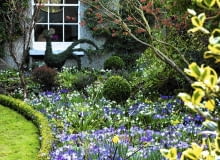 Crocus tommasinianus, Eranthis hyemalis, Leucojum vernum, and Hamamelis x intermedia 'Jelena' in winter border with Buxus- Box lawn edging. The Crossing House, Shepreth, Cambridge SLOWA KLUCZOWE: selective focus pale white bright purple yellow mauve flowers plant combinations winter drifts colourful flowerbeds beds borders Mixed Planting