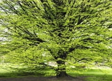 Grab - Jest tak rozpowszechniony, że prawie go nie zauważamy - w polskim krajobrazie to stały bywalec nizinnych lasów liściastych grab