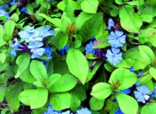 7AF9TPM plumbago (Ceratostigma plumbaginoides), blooming