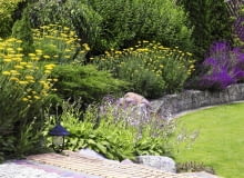 Fragment rabaty ze złocistymi krwawnikami wiązówkowatymi (Achillea filipendulina), liliowymi funkiami i fioletową szałwią(Salvia nemorosa) Fragment rabaty ze złocistymi krwawnikami wiązówkowatymi (Achillea filipendulina), liliowymi funkiami i fioletową szałwią(Salvia nemorosa)