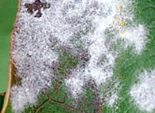 chory różanecznik KONICA MINOLTA DIGITAL CAMERA8BIM%OV,jS8BIM:printOutputPstSboolInteenumInteClrmprintSixteenBitboolprinterNameTEXTBrother DCP-6690CW PrinterprintProofSetupObjcProof SetupproofSetupBltnenumbuiltinProofproofCMYK8BIM;