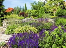 Niskie wapienne murki dzielą ogród na kwatery i są pięknym tłem dla wysokich szałwii, żurawek i tiarelli 10.06.2010 BUSKO ZDROJ , OGROD DLA MIESIECZNIKA OGRODY , WLASCICIELE MAREK I ANNA MASLOWSKI . FOT. WOJCIECH SURDZIEL / AGENCJA GAZETA SLOWA KLUCZOWE: ROSLINY OGRODNICTWO OGROD