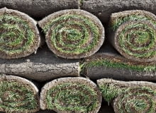 1. Rolki darni przechowujmy w cieniu, w stosach złożonych z min. 5 warstw. Gdy jest ciepło i wilgotno nie mogą być zwinięte dłużej niż dobę, gdyż się zaparzą. 1. Rolki darni przechowujmy w cieniu, w stosach złożonych z min. 5 warstw. Gdy jest ciepło i wilgotno nie mogą być zwinięte dłużej niż dobę, gdyż się zaparzą.