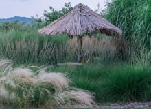 Cięcie traw ozdobnych Cięcie traw ozdobnych