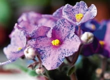 Rośliny doniczkowe, fiołek afrykański, pielęgnacja kwiatów