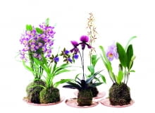 Katleja (Cattleya) ma kwiaty o średnicy od 3 do 15 cm. Drobnokwiatowe odmiany kwitną najdłużej (2-3 miesiące). Lubi wilgoć, zimuje w temp. 8-15°C. Brassia (Brassia) 'Painter Big Spider' kwitnie co roku, jeśli od września do grudnia w dzień stoi w temperaturze 18-22°C, a w nocy 13-15°C. Sabotek (Paphiopedilum) tworzy kwiaty o wysokości 30 cm, a ich dolny płatek ma kształt bucika. Po kwitnieniu rozetka liści zamiera, ale od razu rozwija się nowa. Zygopetalum (Zygopetalum) dorasta do pół metra wysokości. Ma pachnące kwiaty o średnicy do 9 cm. Nie lubi zraszania - często moczone liście gniją. Dendrobium szlachetne (Dendrobium nobile) i na młodych, i na starych pędach tworzy obfitość kwiatów, jeżeli od czerwca do października stoi pod 'chmurką', a od września jest też chronione przed deszczem. Katleja (Cattleya) ma kwiaty o średnicy od 3 do 15 cm. Drobnokwiatowe odmiany kwitną najdłużej (2-3 miesiące). Lubi wilgoć, zimuje w temp. 8-15°C. Brassia (Brassia) 'Painter Big Spider' kwitnie co roku, jeśli od września do grudnia w dzień stoi w temperaturze 18-22°C, a w nocy 13-15°C. Sabotek (Paphiopedilum) tworzy kwiaty o wysokości 30 cm, a ich dolny płatek ma kształt bucika. Po kwitnieniu rozetka liści zamiera, ale od razu rozwija się nowa. Zygopetalum (Zygopetalum) dorasta do pół metra wysokości. Ma pachnące kwiaty o średnicy do 9 cm. Nie lubi zraszania - często moczone liście gniją. Dendrobium szlachetne (Dendrobium nobile) i na młodych, i na starych pędach tworzy obfitość kwiatów, jeżeli od czerwca do października stoi pod 'chmurką', a od września jest też chronione przed deszczem.