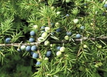 Jagody jałowca pospolitego dojrzewają w ciągu dwóch, trzech lat i nabierają granatowoczarnej, przydymionej barwy Jagody jałowca pospolitego dojrzewają w ciągu dwóch, trzech lat i nabierają granatowoczarnej, przydymionej barwy