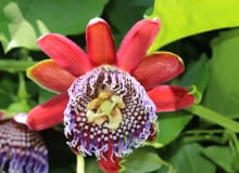 Passiflora Quadrangularis Passiflora Quadrangularis
