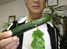 Ten ogórek wyróżnia się dodatkowym liściem rosnącym w dość dziwnym miejscu Ten ogórek wyróżnia się dodatkowym liściem rosnącym w dość dziwnym miejscu