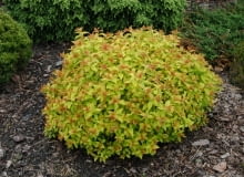 Tawuła japońska 'Goldflame'. Krzewy ozdobne
