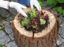 kwietnik w pniu Stepp: Baumstamm mit Hauswurz (Sempervivum) bepflanzen SLOWA KLUCZOWE: au?en Baumstamm Baumst mme Baumstumpf Blumenerde Blumenk´bel Blumentopf Blument^pfe Dickblattgew chs drau?en Garten G rten Hand Handgriff Helga Noack Idee im Freien kreativ originell Roter Dachwurz Scharfe Fetthenne Scharfer Mauerpfeffer sedum acre Selbermachen selbst gemacht Sempervivum arachnoideum sempervivum tectorum atropurpureum Spinnweb-Hauswurz Spinnweb-Hauswurze Querformat