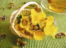 Podbiał. Zioła Podbiał. Zioła