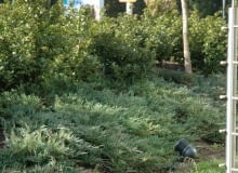Jałowiec płożący (Juniperus horizontalis) 'Andorra Compact'