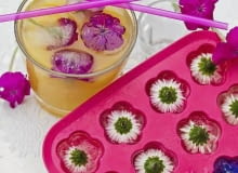 LODOWE KWIATKI Przepis na kwiatowe kostki lodu jest prosty. Wystarczy ułożyć główki kwiatów (tutaj stokrotek i floksów) w naczyniu do wytwarzania kostek lodu, zalać je wodą i wstawić do zamrażarki. Jest jeden warunek: kwiaty muszą być jadalne! Eiswürfelschalen mit eingefrorenen Blüten SLOWA KLUCZOWE: Bellis perennis Blume Dekoration Drink Eis Eiswürfel Essen Essen und Trinken Fest floral Florales Food Gänseblume Garten Gastlichkeit Sommer Sommerdrink Sommerfest sommerlich Sommertisch Tageslicht Tausendschönchen Tisch weiß *** Local Caption *** 00617555