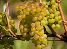 Winorosl odmiana o białych winogronach Wikimedia Commons