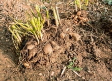 Wykopywanie bulw dalii Wykopywanie bulw dalii