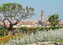 Pękające pędy sumaka octowca Pękające pędy sumaka octowca