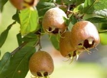 Rdzawozłote owoce nieszpułki zachwyciły swoją urodą holenderskiego malarza XVII wieku Adriaena Coorte. Rdzawozłote owoce nieszpułki zachwyciły swoją urodą holenderskiego malarza XVII wieku Adriaena Coorte.