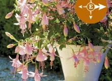 Fuksja Shadow Dancer Improved Rosella Fuksja Shadow Dancer Improved Rosella