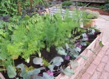 ogród, warzywnik, podniesiona rabata, podwyższona grządka