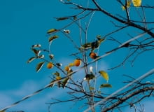 Diospyros virginiana