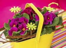 Amarantowe pierwiosnki kontrastują z żółtym plastikowym koszykiem i filcowymi kwiatkami. Kompozycję dopełniają brązowe pędy krzewów. Pierwiosnki