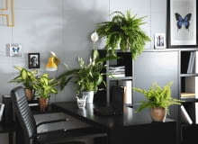 rośliny doniczkowe do wnętrza 10.12.2009 WARSZAWA , SESJA KWIATY WE WNETRZU , ROSLINY DONICZKOWE : DIFENBACHIA ( DIFFENBACHIA ) ' CAMILLA ' , SKRZYDLOKWIAT ( SPATHIPHYLLUM ) , NA GORZE , PAPROC - NEFROLEPIS WYNIOSLY ( NEPHROLEPIS EXALTATA ) ' SONATA ' , PONIZEJ NEFROLEPIS WYNIOSLY ( N. EXALTATA ) ' CORDITAS ' STYLIZACJA MAGDA OLSZEWSKA DLA CZASOPISMA KWIETNIK OGRODY FOT. ARKADIUSZ SCICHOCKI / AGENCJA GAZETA PUBLIKACJA KWIETNIK NR 5 (185) - 5 2010 SLOWA KLUCZOWE: WNERZE ROSLINA ZDJĘCIE DO WKŁADKI: PUBLIKACJA KWIETNIK NR 5 (185) - CZASOPISMA