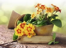 Pierwiosnkom, które maja stać na zewnątrz pojedynczo, zmieńmy torf na ziemie balkonowa, a ich plastikową doniczkę wstawmy do ceramicznej oslonki Pierwiosnkom, które maja stać na zewnątrz pojedynczo, zmieńmy torf na ziemie balkonowa, a ich plastikową doniczkę wstawmy do ceramicznej oslonki