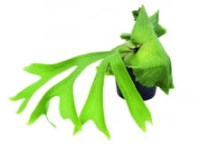 Paproć łosie rogi często oplata doniczkę kilkoma warstwami szerokich liści okrywowych. Paproć łosie rogi często oplata doniczkę kilkoma warstwami szerokich liści okrywowych.