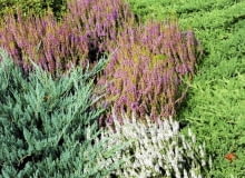 Na wrzosowisku,oprócz wrzosów i różaneczników, mogą się znaleźć także inne gatunki kwasolubne, jak np. iglaki. OGROD JESIEN JALOWIEC PLOZACY WRZOSY FOT. LILIANNA SOKOLOWSKA PUBLIKACJA KWIETNIK NR 9 (165) - 9 2008 SLOWA KLUCZOWE: OGRODY ROSLINY XNO ZDJĘCIE DO WKŁADKI: PUBLIKACJA KWIETNIK NR 9 (165) - CZASOPISMA