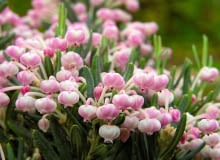 SAMSUNG DIGITAL CAMERA SLOWA KLUCZOWE: kwiat