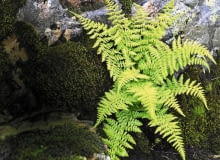 Paprocie różnych gatunków doskonale sprawdzają się na cienistym skalniaku.