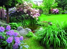 Rododendron "Blue Peter" - na pierwszym planie, za oczkiem wodnym - "Calsap" i "Lachsgold". Rododendron "Blue Peter" - na pierwszym planie, za oczkiem wodnym - "Calsap" i "Lachsgold".