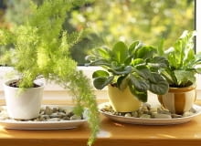 Jeżeli wyjeżdżamy na krótko, doniczki możemy ustawić na tacach z kamykami zalanymi wodą. Parująca woda będzie delikatnie nawilżać podłoże. 12.10.2006 WARSZAWA