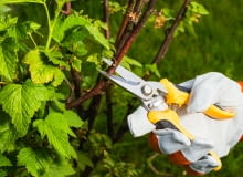 Przycinanie krzewów owocowych Przycinanie krzewów owocowych