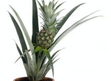Ananas w doniczce. Ananas w doniczce.
