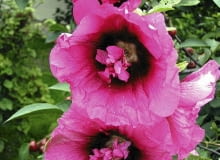 Malwa o nietypowych kwiatach Malwa o nietypowych kwiatach