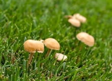 Zarodniki grzybów wprowadzamy do ogrodu z korą do ściółkowania rabat. Często też znajdują się one w podłożu organicznym wykorzystanym do zakładania trawnika Zarodniki grzybów wprowadzamy do ogrodu z korą do ściółkowania rabat. Często też znajdują się one w podłożu organicznym wykorzystanym do zakładania trawnika