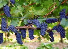 WINOROSL VITIS MERECHAL FOCH WINOGRONA WINOGRONO PNACZE FOT. ROMAN MYSLIWIEC ODBITKA PUBLIKACJA OGRODY NR 10 (78) - 10.2005 SLOWA KLUCZOWE: ROSLINY OWOCE