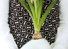 Efektowne zestawienie: biały hiacynt w naczyniu z białego szkła. Cebula wspiera się na brzegu, korzenie są lekko zanurzone w wodzie.