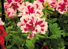 Pelargonia wielkokwiatowa. Szeroko rozpościera pędy, dorastając do 60-80 cm. Kwiaty są jedno- lub dwubarwne, białe, różowe, czerwone