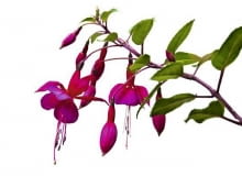 Fuksja. Rośliny doniczkowe