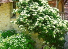 Pnącze hortensji szybko się rozrasta i może osiągać wysokość do 15 metrów HORTENSJA PNACA HYDRANGEA PETIOLARIS PNACZE TACZKA FOT. BEATA GAWRYSZEWSKA PUBLIKACJA OGRODY NR 12 (80) - 12.2005