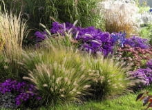 Puszyste kłosy rozplenicy Herbstbeet mit Gr sern : Pennisetum compressum 'Hameln' ( Federborstengras ), Aster ( Herbstastern ), Sedum telephium 'Herbstfreude' ( Fetthenne ), Miscanthus ( Chinaschilf ), Aconitum ( Eisenhut ) 61046824, 61046825 SLOWA KLUCZOWE: msgnp11 000 Garten draussen quer Herbst Beet Stauden Gr ser pink blau purpur
