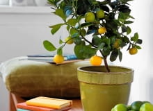 Drzewko owocowe w doniczce Drzewko owocowe w doniczce