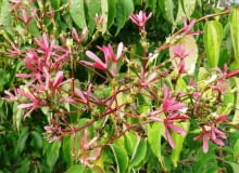 Heptakodium chińskie to krzew o ozdobnych białych kwiatach i różowych owocach przypominających kwiaty