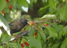 Szpaki obsiadają czereśnie całymi stadami i robią wielkie szkody. Drzewa najlepiej okryć gęstą siatką, gdy owoce są jeszcze zielone. 31.05.2004 WARSZAWA DRZEWA OWOCOWE CZERESNIE PTAKI SZKODY FOT. PAWEL SLOMCZYNSKI / AGENCJA GAZETA PUBLIKACJA MAGNOLIA NR 7 (3) - 7 2012 SLOWA KLUCZOWE: PTAKI OWOCE